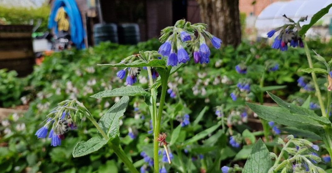Comfrey Ointment Comfrey Ointment
