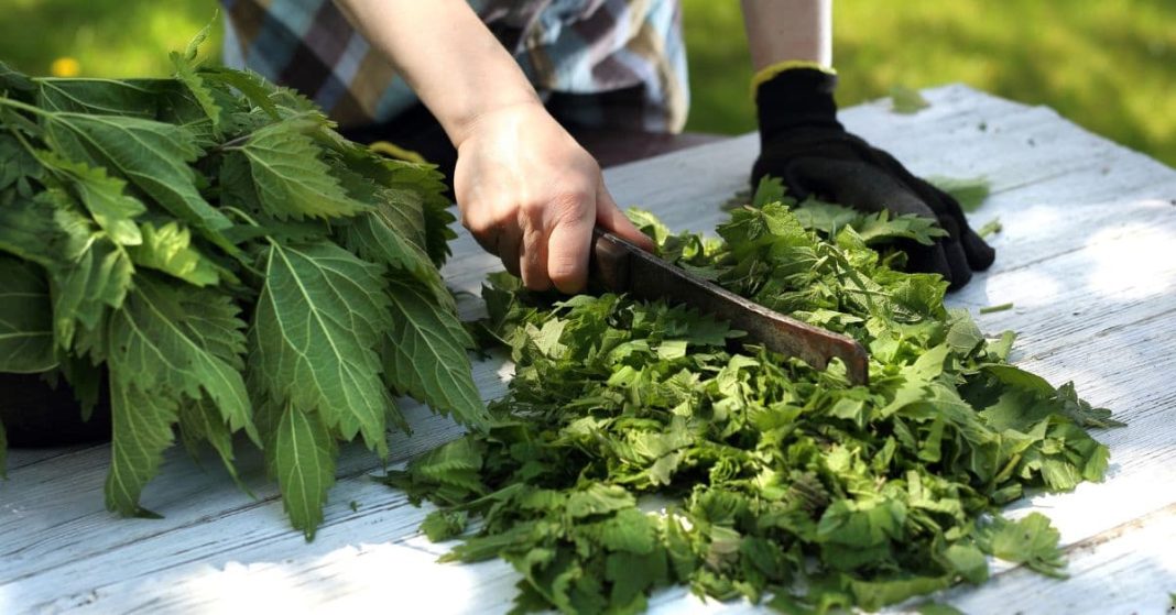 Nettle Leaf Tea Nettle Leaf Tea