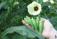Okra: The Nutritional Powerhouse Known as “Lady’s Fingers” – A Natural Ally for Diabetes, Immunity, and Overall Wellness