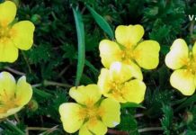 Have You Ever Heard of a Tincture Made from the Root of Strawberry Clover? See the Amazing Wonders This Plant-Based Remedy Can Perform.