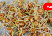 Sprouted wheat can heal the entire body! Learn more…