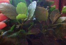 Kalanchoe: “The Family Doctor” and “The Tree of Life” – I Will Share Previously Unknown Healing Recipes