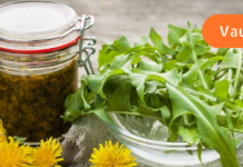 Dandelion juice strengthens the blood vessels of the brain and protects against sclerosis! Here’s how to prepare it!